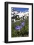 Bellflowers with Lake Donguzorun and Donguzorumn Mountains Behind, Caucasus, Russia, June-Schandy-Framed Photographic Print