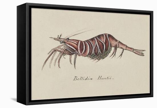 Bellidia Huntii: Shrimp-Philip Henry Gosse-Framed Stretched Canvas