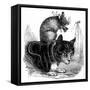 Belling the Cat-null-Framed Stretched Canvas