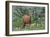 Bellingham, Washington - Deer Fawn and Wildflowers-Lantern Press-Framed Art Print