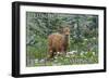 Bellingham, Washington - Deer Fawn and Wildflowers-Lantern Press-Framed Art Print