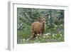 Bellingham, Washington - Deer Fawn and Wildflowers-Lantern Press-Framed Art Print