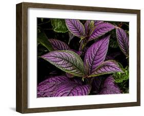 Bellingrath Gardens in Theodore, Alabama, USA-Joe Restuccia III-Framed Premium Photographic Print