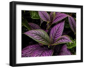 Bellingrath Gardens in Theodore, Alabama, USA-Joe Restuccia III-Framed Premium Photographic Print