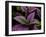 Bellingrath Gardens in Theodore, Alabama, USA-Joe Restuccia III-Framed Premium Photographic Print