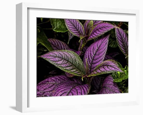 Bellingrath Gardens in Theodore, Alabama, USA-Joe Restuccia III-Framed Premium Photographic Print