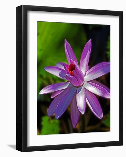 Bellingrath Gardens in Theodore, Alabama, USA-Joe Restuccia III-Framed Photographic Print