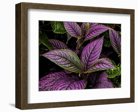 Bellingrath Gardens in Theodore, Alabama, USA-Joe Restuccia III-Framed Photographic Print