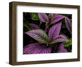 Bellingrath Gardens in Theodore, Alabama, USA-Joe Restuccia III-Framed Photographic Print