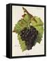 Bellino Grape-J. Troncy-Framed Stretched Canvas