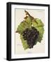 Bellino Grape-J. Troncy-Framed Giclee Print
