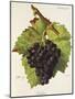 Bellino Grape-J. Troncy-Mounted Giclee Print