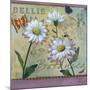 Bellis Botanica-Fiona Stokes-Gilbert-Mounted Giclee Print