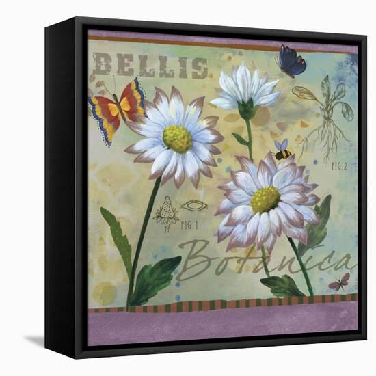 Bellis Botanica-Fiona Stokes-Gilbert-Framed Stretched Canvas