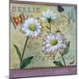 Bellis Botanica-Fiona Stokes-Gilbert-Mounted Giclee Print