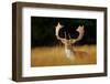 Bellow Majestic Powerful Adult Fallow Deer, Dama Dama, in Autumn Forest, Dyrehave, Denmark. Wildlif-Ondrej Prosicky-Framed Photographic Print