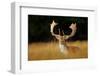 Bellow Majestic Powerful Adult Fallow Deer, Dama Dama, in Autumn Forest, Dyrehave, Denmark. Wildlif-Ondrej Prosicky-Framed Photographic Print