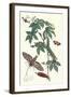 Bellyache Bush with a Giant Sphinx Moth and a Metalmark Butterfly-Maria Sibylla Merian-Framed Art Print