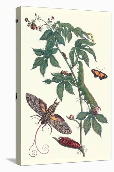 Bellyache Bush with a Giant Sphinx Moth and a Metalmark Butterfly-Maria Sibylla Merian-Stretched Canvas