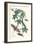 Bellyache Bush with a Giant Sphinx Moth and a Metalmark Butterfly-Maria Sibylla Merian-Framed Art Print