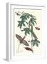 Bellyache Bush with a Giant Sphinx Moth and a Metalmark Butterfly-Maria Sibylla Merian-Framed Art Print