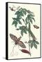 Bellyache Bush with a Giant Sphinx Moth and a Metalmark Butterfly-Maria Sibylla Merian-Framed Stretched Canvas