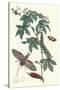 Bellyache Bush with a Giant Sphinx Moth and a Metalmark Butterfly-Maria Sibylla Merian-Stretched Canvas