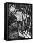 Bellyman Planing Wood Smooth on Soundboard for a New Grand Piano at the Steinway Piano Factory-Margaret Bourke-White-Framed Stretched Canvas