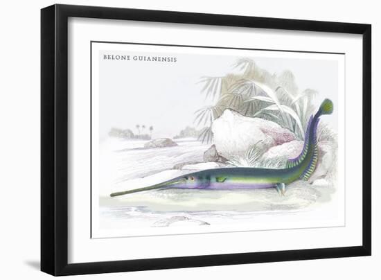 Belone Guianensis-Robert Hermann Schomburgk-Framed Art Print