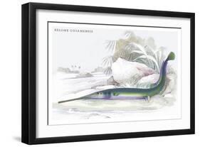 Belone Guianensis-Robert Hermann Schomburgk-Framed Art Print