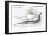 Belone Guianensis-Robert Hermann Schomburgk-Framed Premium Giclee Print