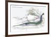 Belone Guianensis-Robert Hermann Schomburgk-Framed Art Print