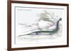 Belone Guianensis-Robert Hermann Schomburgk-Framed Art Print