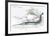 Belone Guianensis-Robert Hermann Schomburgk-Framed Art Print