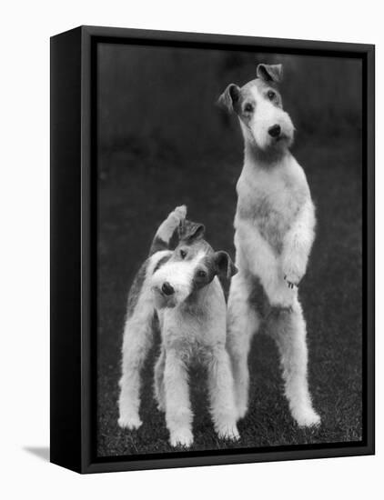 Belsize Mavis and Stella of Solent Two Wire Fox Terriers-Thomas Fall-Framed Stretched Canvas