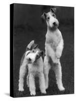 Belsize Mavis and Stella of Solent Two Wire Fox Terriers-Thomas Fall-Stretched Canvas
