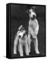 Belsize Mavis and Stella of Solent Two Wire Fox Terriers-Thomas Fall-Framed Stretched Canvas