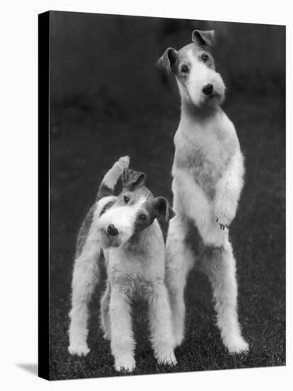 Belsize Mavis and Stella of Solent Two Wire Fox Terriers-Thomas Fall-Stretched Canvas