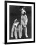 Belsize Mavis and Stella of Solent Two Wire Fox Terriers-Thomas Fall-Framed Photographic Print