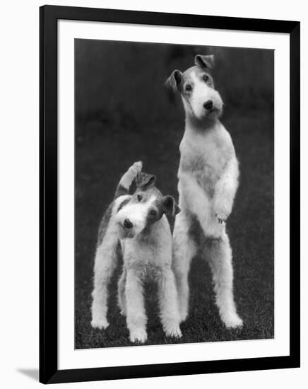 Belsize Mavis and Stella of Solent Two Wire Fox Terriers-Thomas Fall-Framed Photographic Print