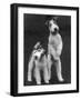 Belsize Mavis and Stella of Solent Two Wire Fox Terriers-Thomas Fall-Framed Photographic Print