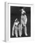 Belsize Mavis and Stella of Solent Two Wire Fox Terriers-Thomas Fall-Framed Photographic Print