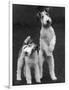 Belsize Mavis and Stella of Solent Two Wire Fox Terriers-Thomas Fall-Framed Photographic Print