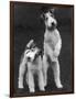 Belsize Mavis and Stella of Solent Two Wire Fox Terriers-Thomas Fall-Framed Photographic Print