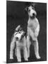 Belsize Mavis and Stella of Solent Two Wire Fox Terriers-Thomas Fall-Mounted Photographic Print