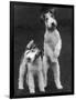 Belsize Mavis and Stella of Solent Two Wire Fox Terriers-Thomas Fall-Framed Photographic Print