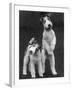 Belsize Mavis and Stella of Solent Two Wire Fox Terriers-Thomas Fall-Framed Photographic Print