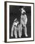 Belsize Mavis and Stella of Solent Two Wire Fox Terriers-Thomas Fall-Framed Photographic Print