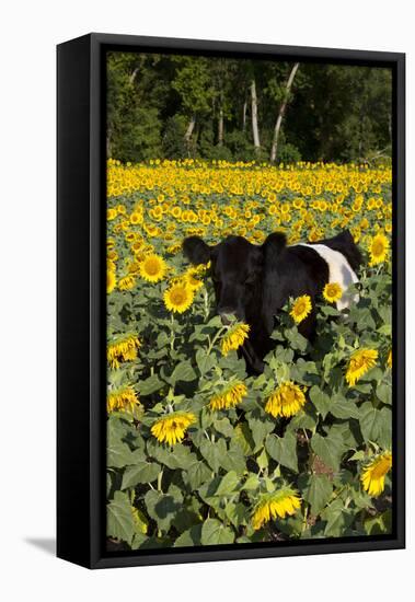 Belted Galloway Cow in Sunflowers, Pecatonica, Illinois, USA-Lynn M^ Stone-Framed Stretched Canvas