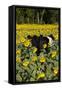 Belted Galloway Cow in Sunflowers, Pecatonica, Illinois, USA-Lynn M^ Stone-Framed Stretched Canvas